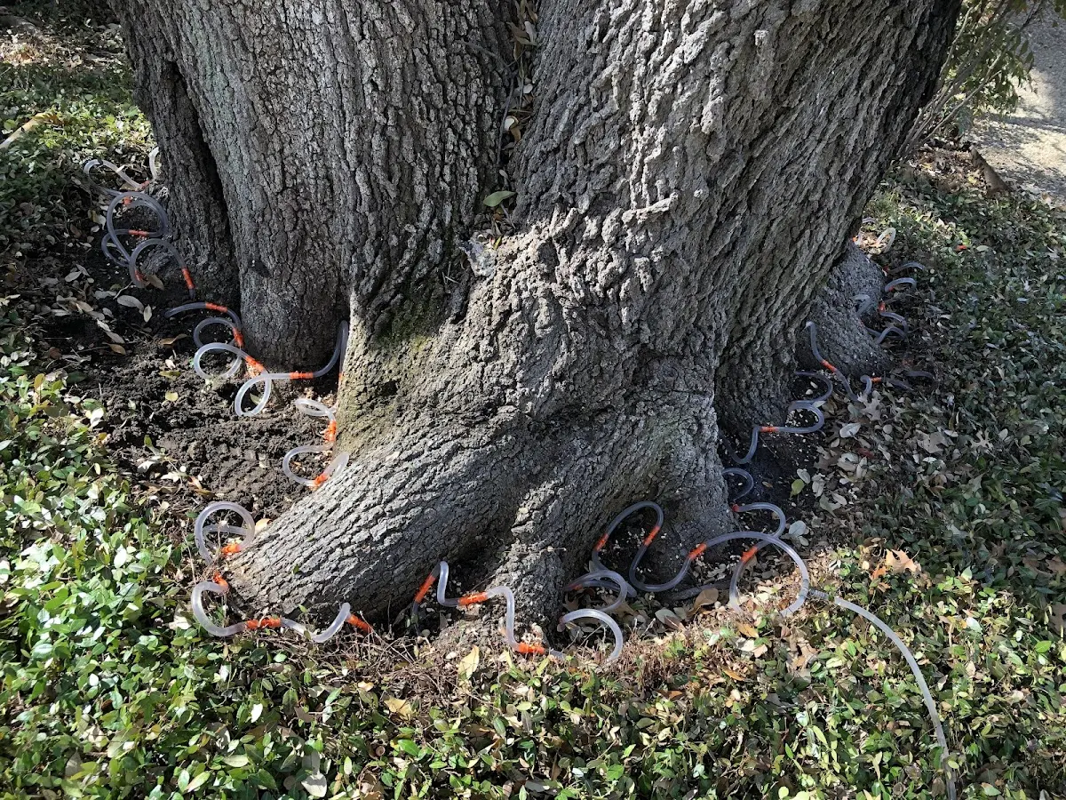 Detailed Tree Cabling and Bracing job site in La Mesa