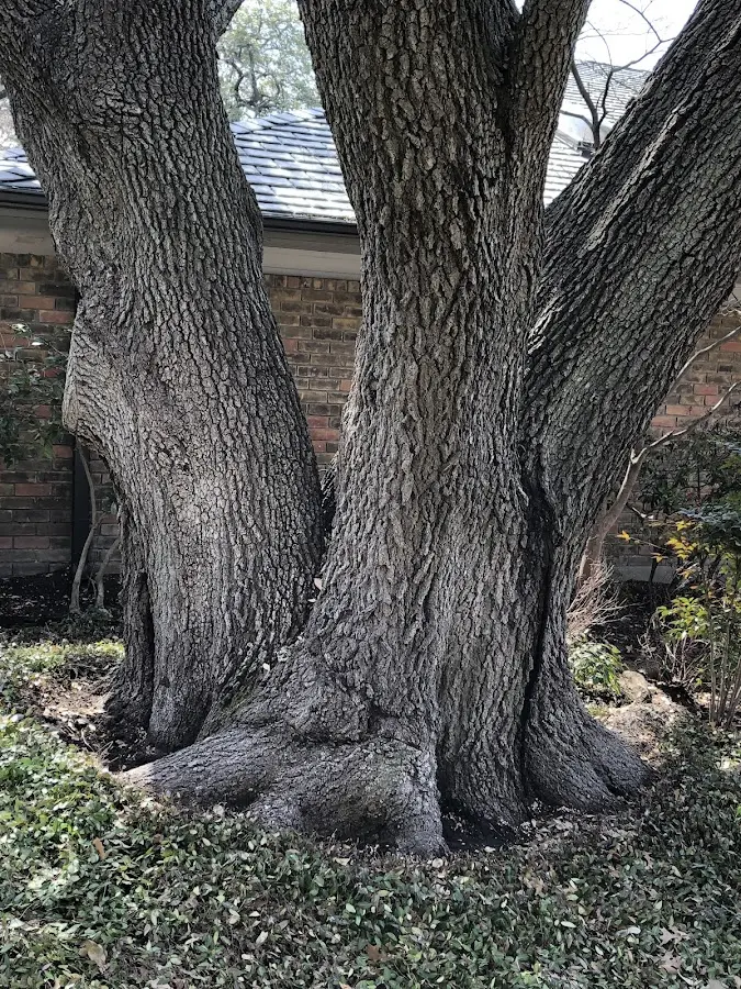 Mature heritage tree close to a La Mesa property cared for by certified arborists